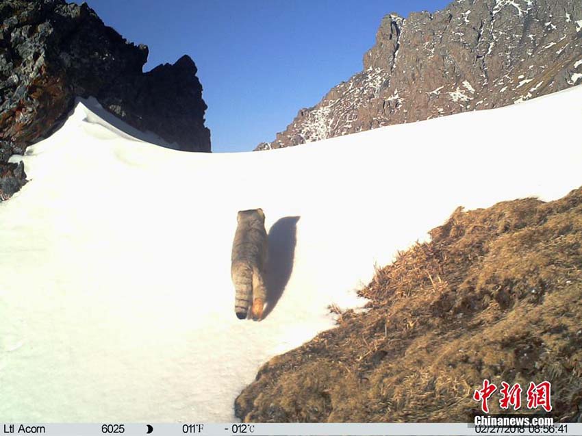 瀾滄江源地區(qū)でマヌルネコの活動(dòng)を捉えた映像公開