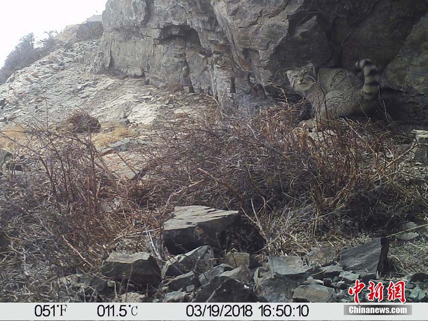 瀾滄江源地區(qū)でマヌルネコの活動を捉えた映像公開