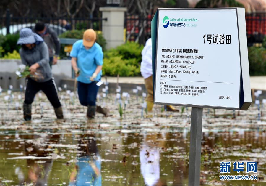 青島市で実験用の海水稲の栽培を開始