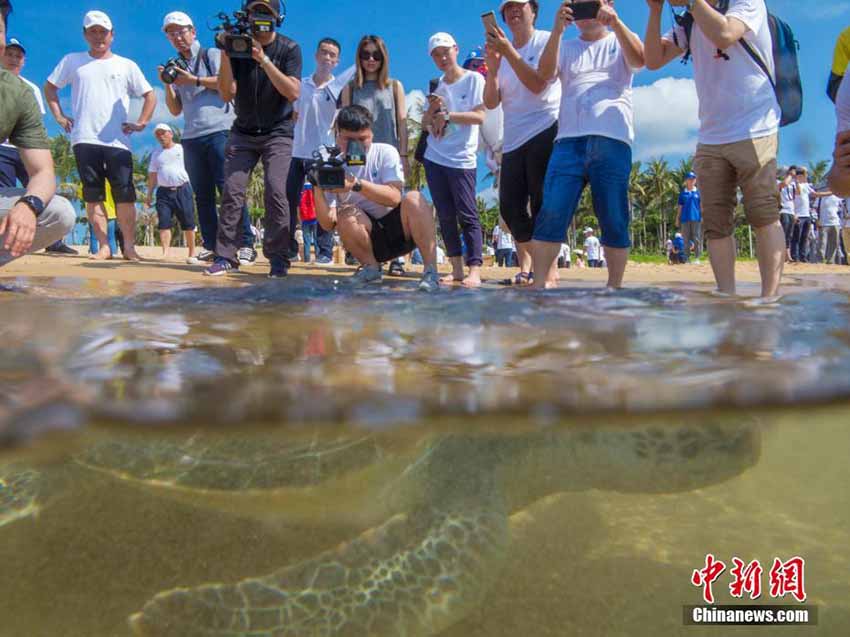 「世界亀の日」にウミガメ37匹を海に放す　海南省