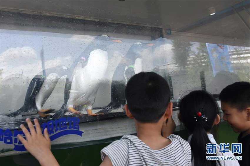 人気者のペンギンたち「ツアーカー」で黒竜江省巡回ツアーへ