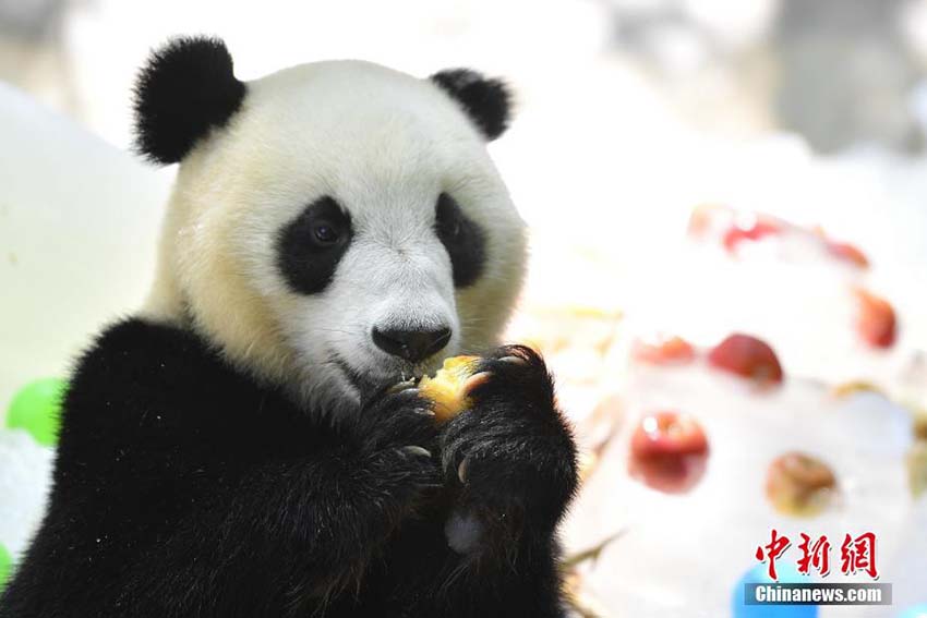 猛暑の広州、パンダはひんやり