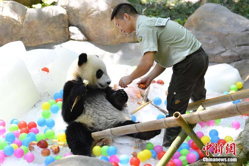 猛暑の広州、パンダはひんやり