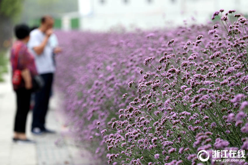一面に広がる紫色の花の海 杭州のヤナギハナガサの花畑