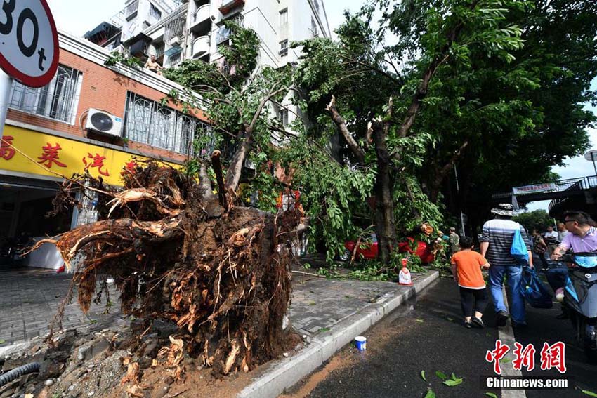 暴風(fēng)雨により市內(nèi)各所で街路樹根こそぎなぎ倒される　福建省