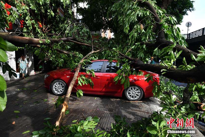 暴風(fēng)雨により市內(nèi)各所で街路樹(shù)根こそぎなぎ倒される　福建省