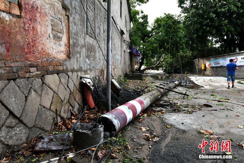 暴風(fēng)雨により市內(nèi)各所で街路樹根こそぎなぎ倒される　福建省