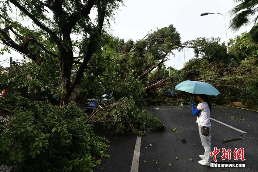 暴風(fēng)雨により市內(nèi)各所で街路樹(shù)根こそぎなぎ倒される　福建省