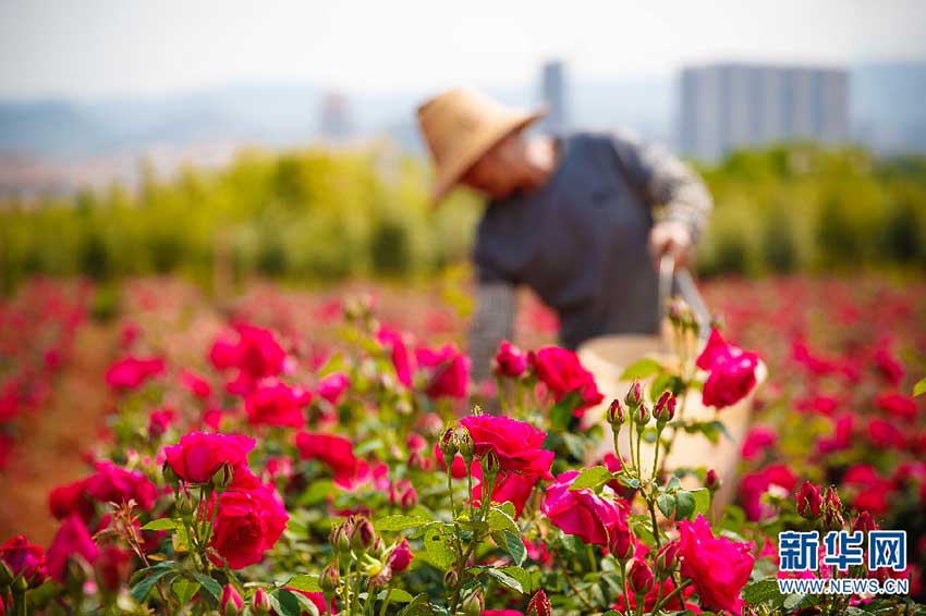 バラは見るもの？食べるもの？雲(yún)南大學のバラメニューがネットで話題に