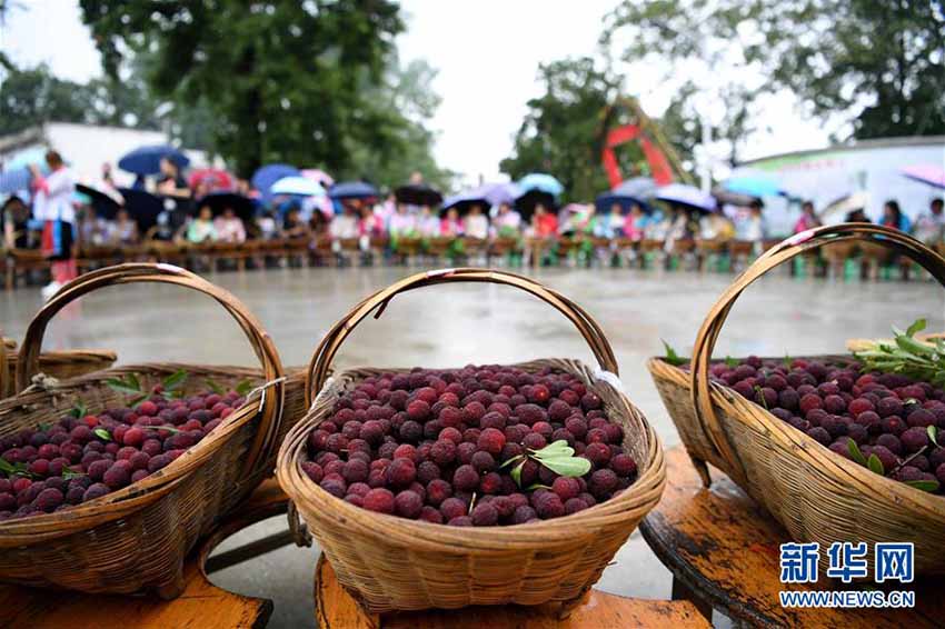 品評(píng)會(huì)から大食い大會(huì)までヤマモモ盡くし！貴州省のヤマモモ祭り