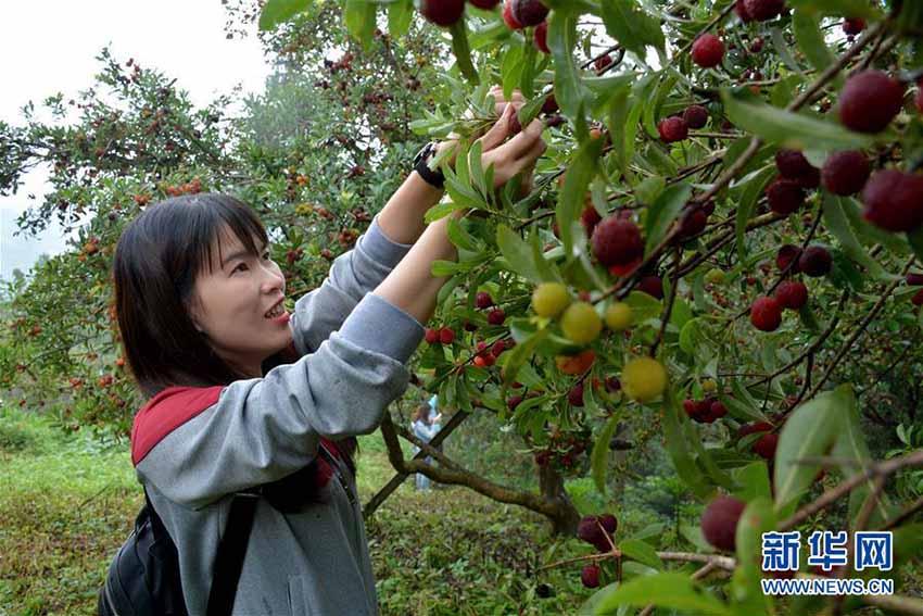 品評會から大食い大會までヤマモモ盡くし！貴州省のヤマモモ祭り