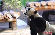 猛暑の広州、パンダはひんやり