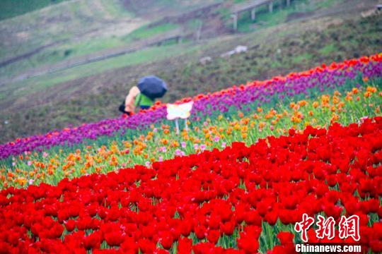 江布拉克景勝地で150萬株の色とりどりなチューリップが満開に　新疆
