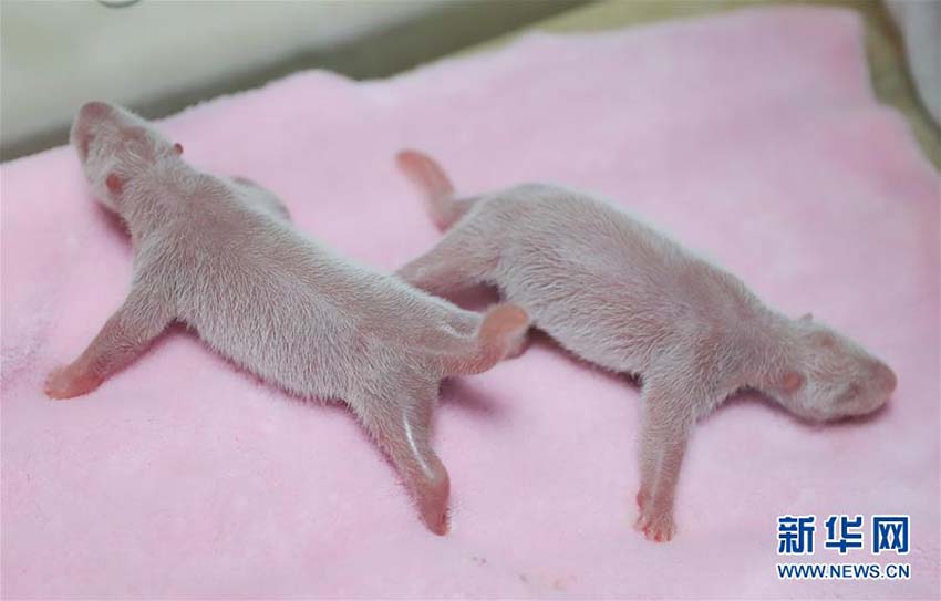 成都パンダ繁育研究基地でオスメス雙子の赤ちゃんパンダが誕生