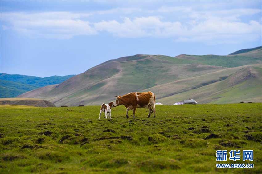 內(nèi)蒙古草原、青々とした草が生い茂るシーズンに