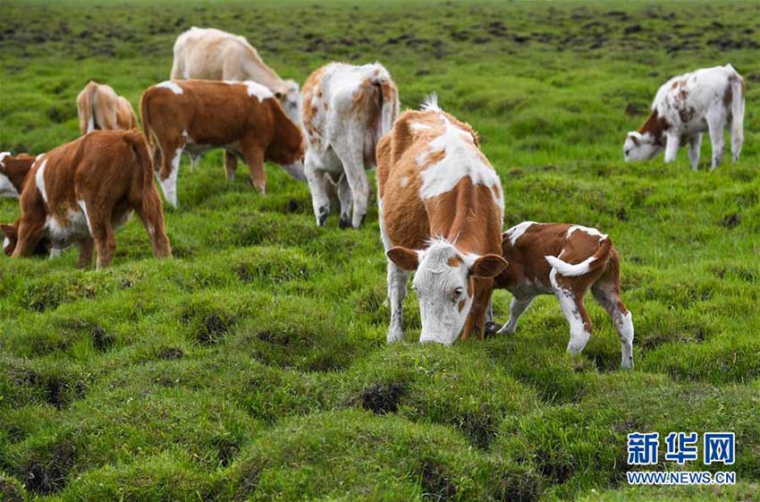 內(nèi)蒙古草原、青々とした草が生い茂るシーズンに