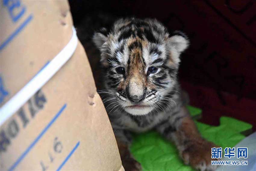 東北トラ林園で「ベビーブーム」、飼育員たちは大忙し　黒竜江省