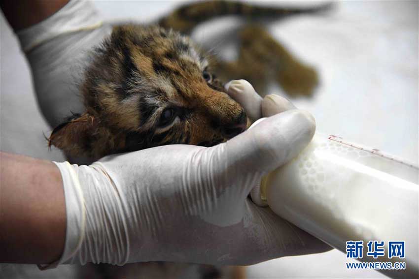 東北トラ林園で「ベビーブーム」、飼育員たちは大忙し　黒竜江省