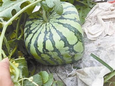 重さ5キロ！ 寧波で「四角いスイカ」の栽培に成功