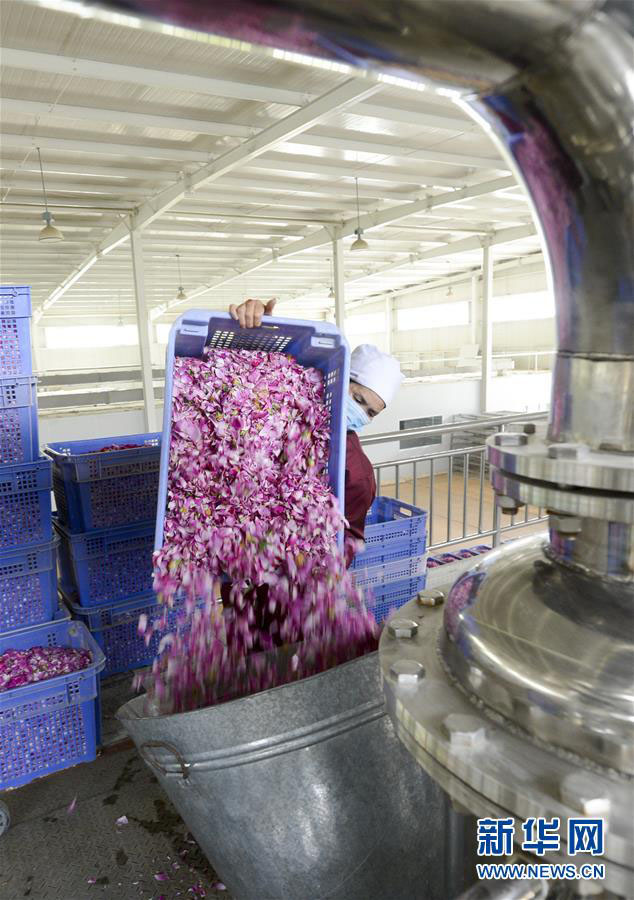 新疆の和田地區(qū)でバラ満開　ローズオイルが地元住民の増収に