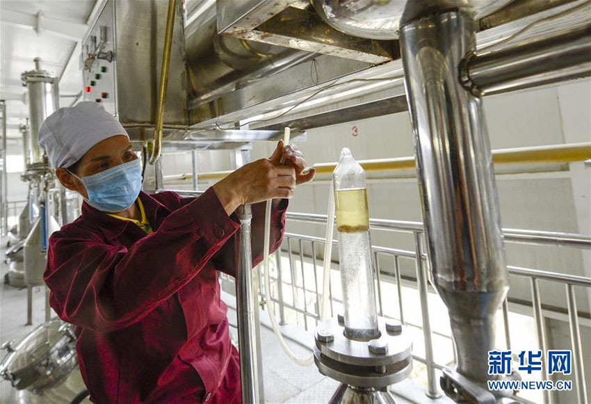 新疆の和田地區(qū)でバラ満開　ローズオイルが地元住民の増収に