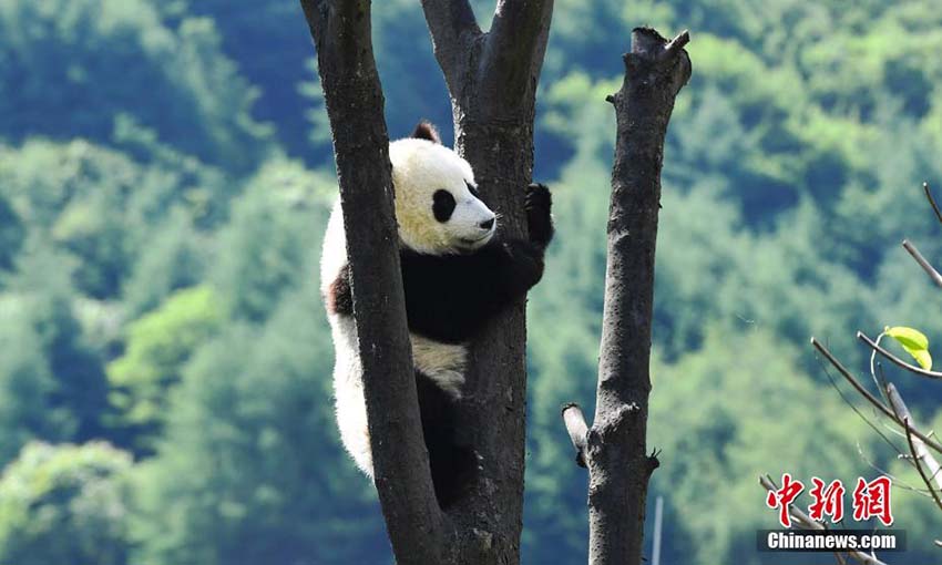 ポカポカの日差しにのんびり、ゆったり、まったりの赤ちゃんパンダ