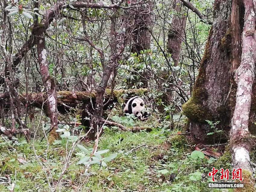 四川省黃龍自然保護(hù)區(qū)で7度目となる野生パンダ発見