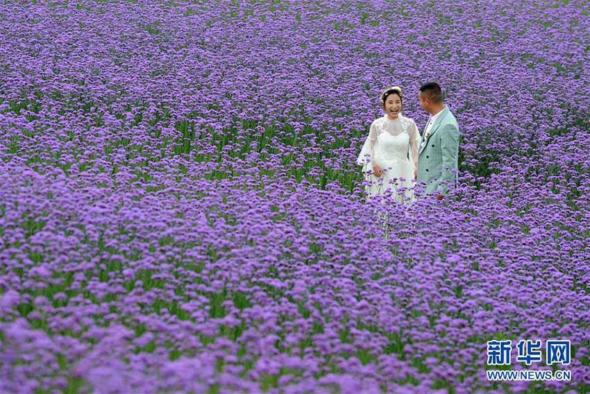 あたり一面が紫一色に 貴州省の馬露塘生態(tài)修復區(qū)でバーベナ満開