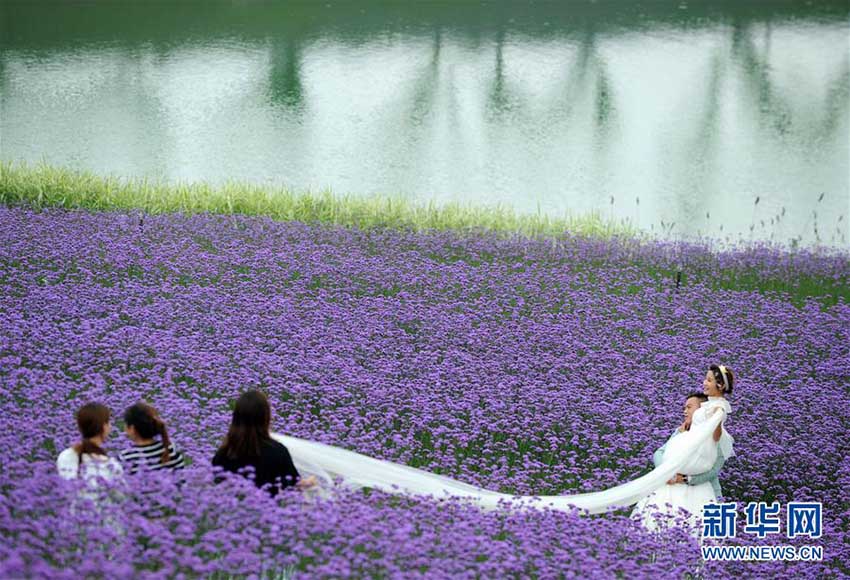 あたり一面が紫一色に 貴州省の馬露塘生態(tài)修復(fù)區(qū)でバーベナ満開