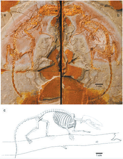 中國人科學(xué)者が混元獣を発見、有袋類動物の歴史を書き換える