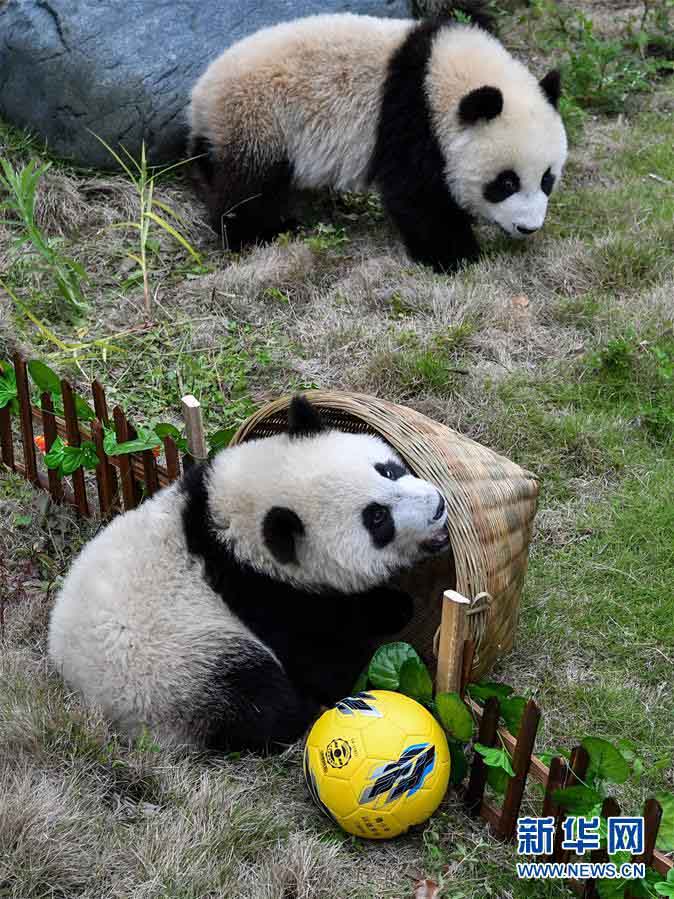 祝W杯開(kāi)幕！赤ちゃんパンダも「パンダサッカー大會(huì)」　四川省