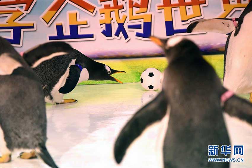 ペンギンもW杯に參戦！