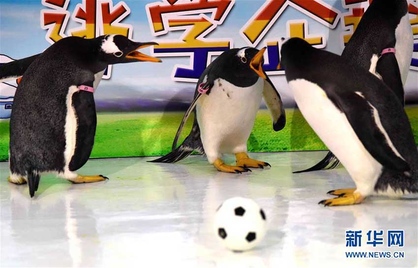 ペンギンもW杯に參戦！