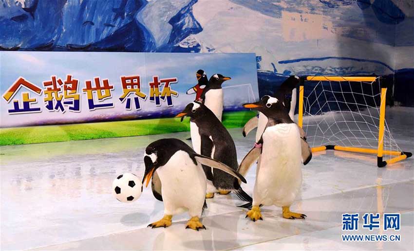 ペンギンもW杯に參戦！