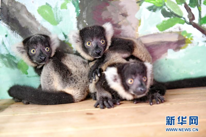 クロシロエリマキキツネザルの三つ子誕生　広州長隆野生動物世界