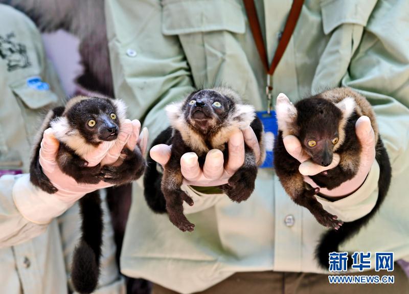 クロシロエリマキキツネザルの三つ子誕生　広州長(zhǎng)隆野生動(dòng)物世界
