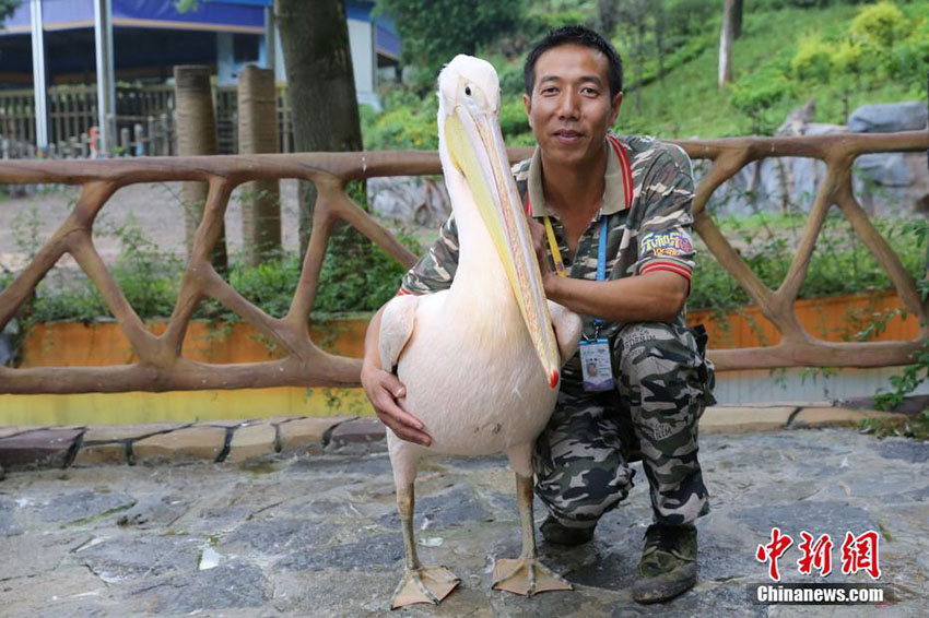 お父さん、いつもありがとう！動物園の「パパ」たち