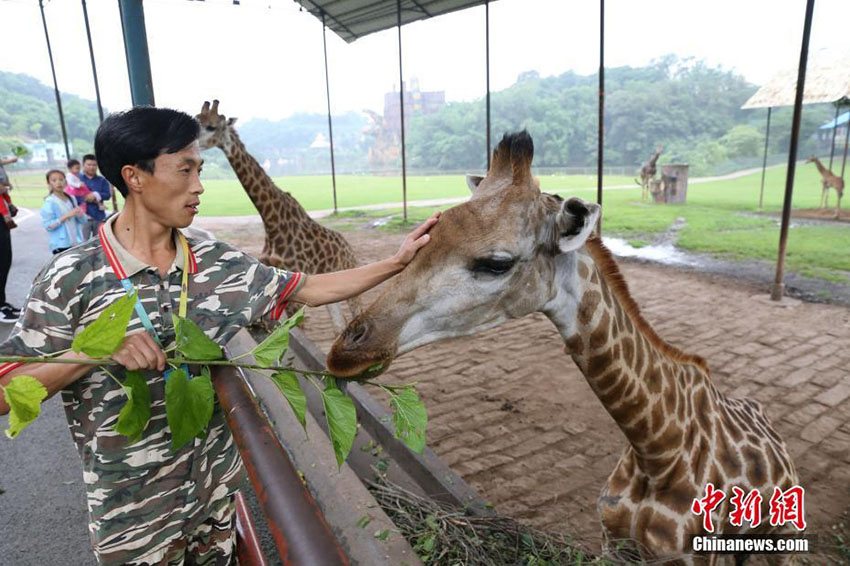 お父さん、いつもありがとう！動(dòng)物園の「パパ」たち