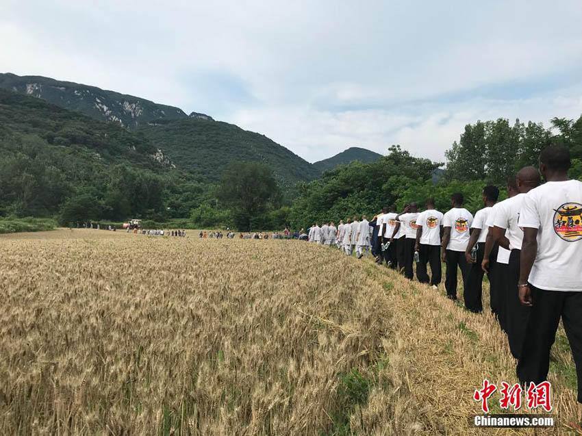 小麥の収穫も修行のうち！少林寺の修行僧による「農(nóng)禪」　河南省