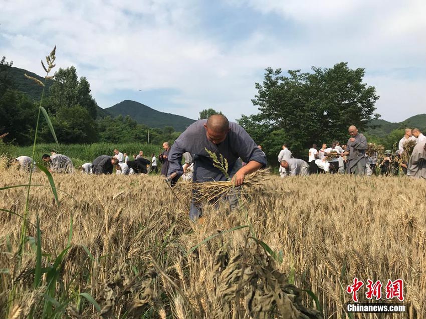 小麥の収穫も修行のうち！少林寺の修行僧による「農(nóng)禪」　河南省