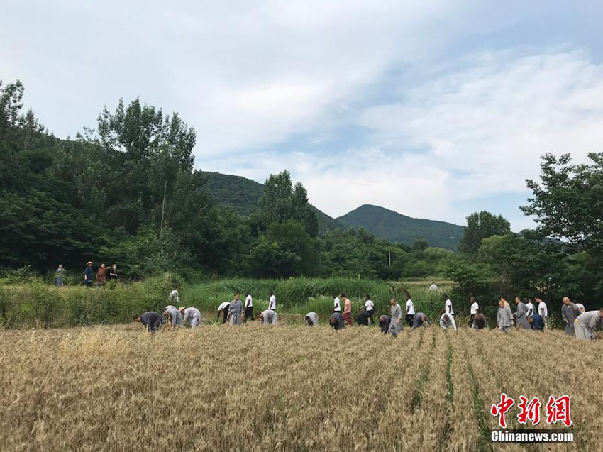 小麥の収穫も修行のうち！少林寺の修行僧による「農(nóng)禪」　河南省