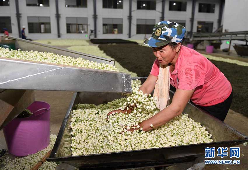 芳しいジャスミンの香り広がる　摘み取り出荷シーズン迎えた広西