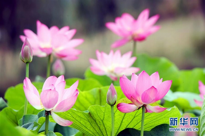 夏至到來(lái)　中國(guó)各地のハス池ですがすがしい気分に