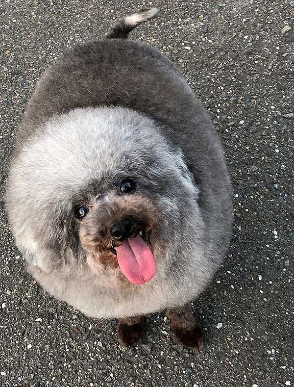 トリミングで毛糸のポンポンのように変身したプードルが話題に