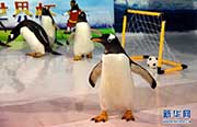 ペンギンもW杯に參戦！