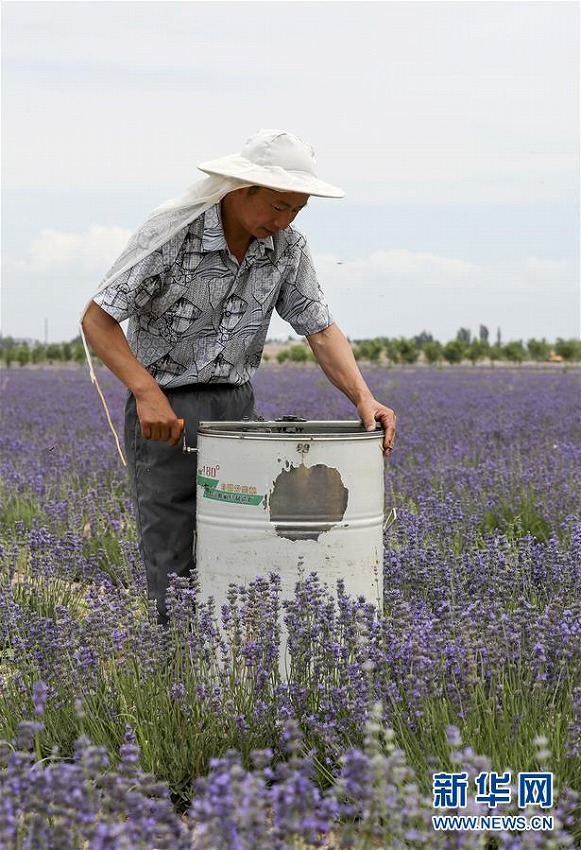 新疆でラベンダー満開(kāi)に　蜜の収穫を始める養(yǎng)蜂家