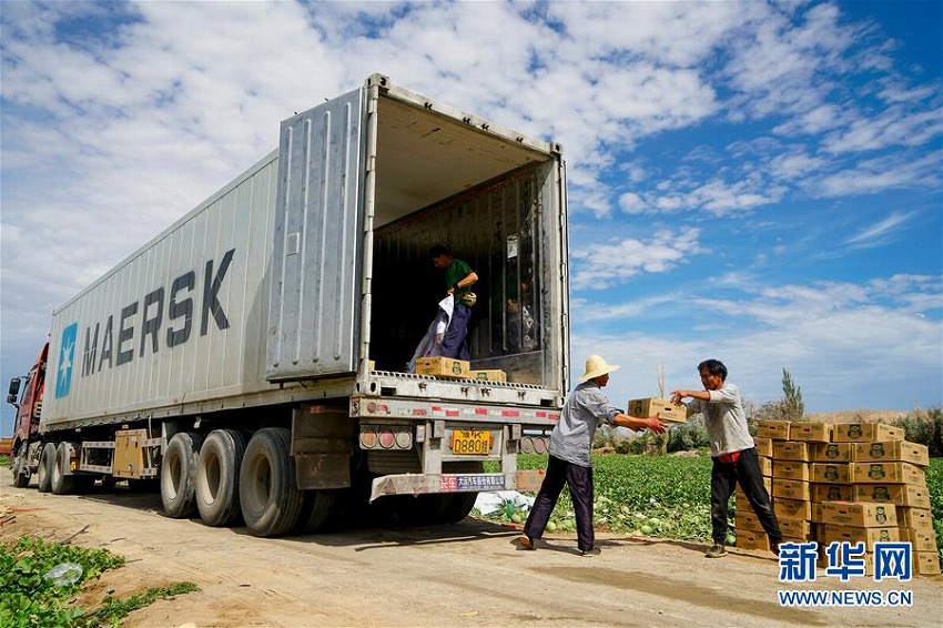 出荷シーズン迎えた新疆のハミウリ