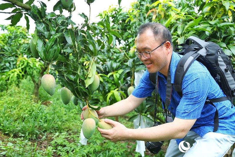 貧困脫卻目指す百色市の「マンゴーの里」　海外メディアが見る広西2018