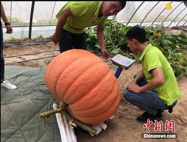 江蘇省宿遷市のカボチャ展に巨大カボチャ登場　最大で117キロ