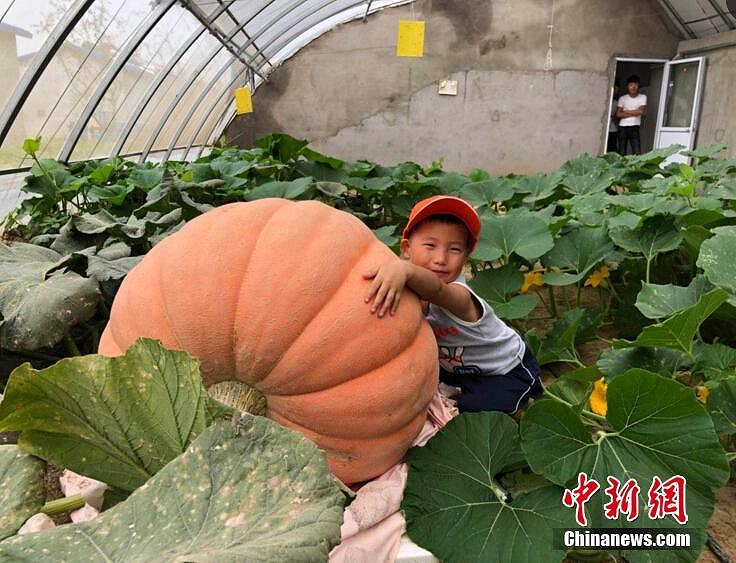 江蘇省宿遷市のカボチャ展に巨大カボチャ登場　最大で117キロ